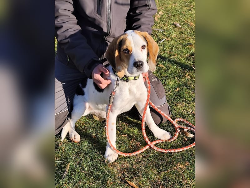 Jay (Džej), ein fröhlicher Beagle, sucht seine Familie.