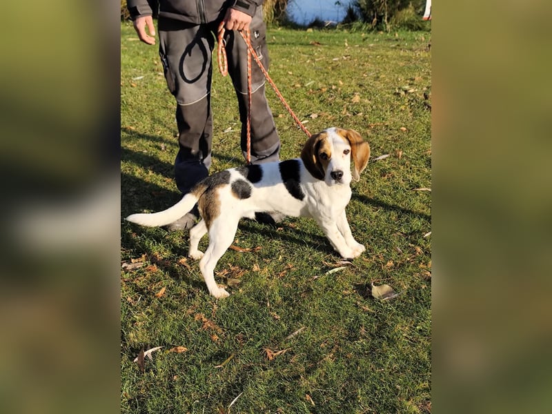 Jay (Džej), ein fröhlicher Beagle, sucht seine Familie.