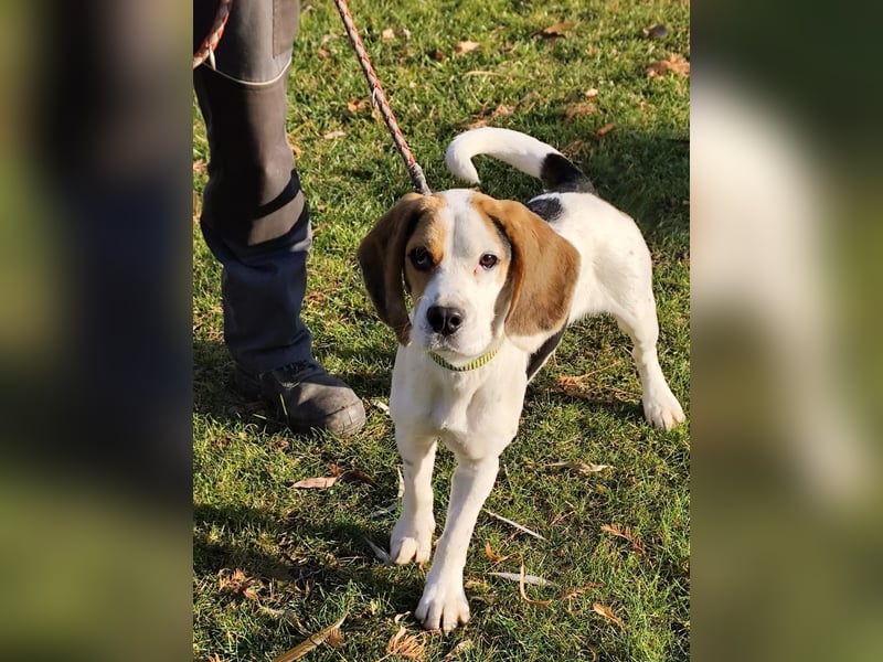 Jay (Džej), ein fröhlicher Beagle, sucht seine Familie.