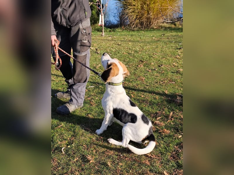 Jay (Džej), ein fröhlicher Beagle, sucht seine Familie.