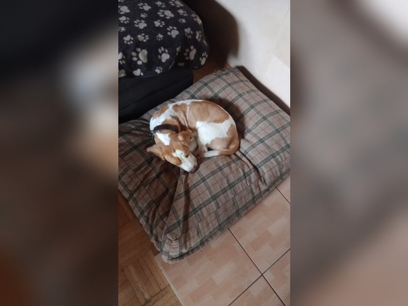 Beagle-Hündin sucht liebevolles Zuhause