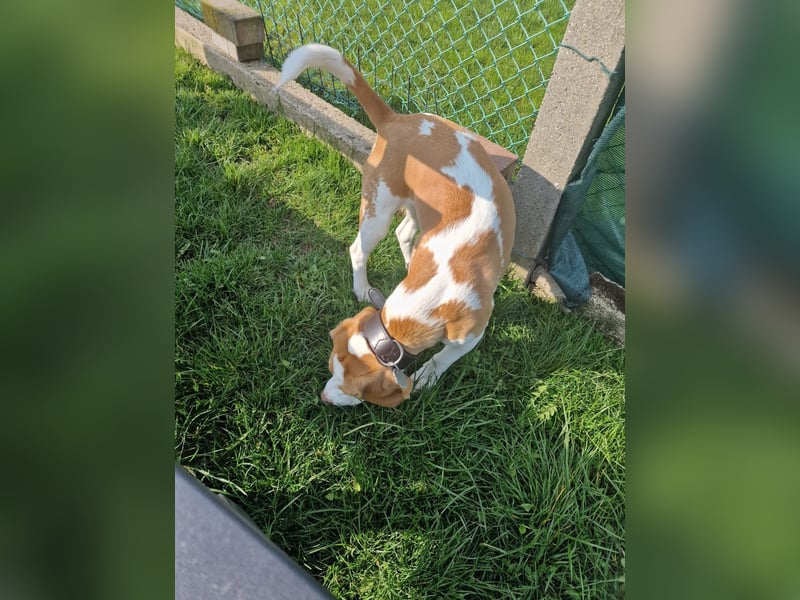 Beagle-Hündin sucht liebevolles Zuhause
