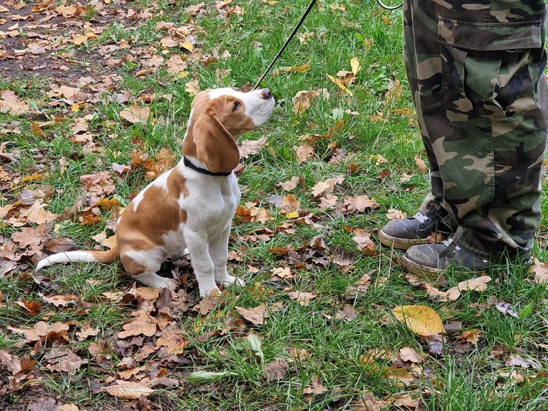 Beagle-Hündin sucht liebevolles Zuhause