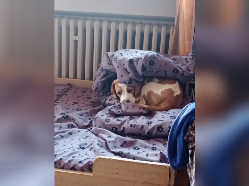 Beagle-Hündin sucht liebevolles Zuhause