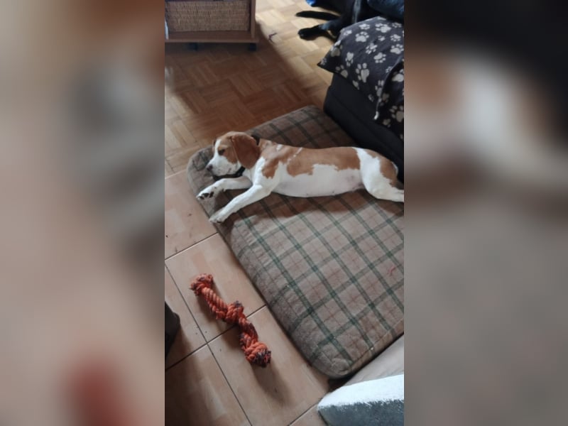 Beagle-Hündin sucht liebevolles Zuhause