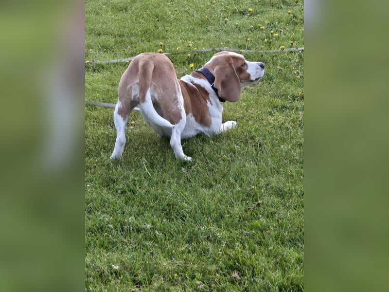 Beagle-Hündin sucht liebevolles Zuhause
