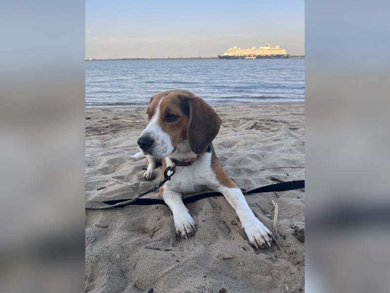 BeagleMädchen