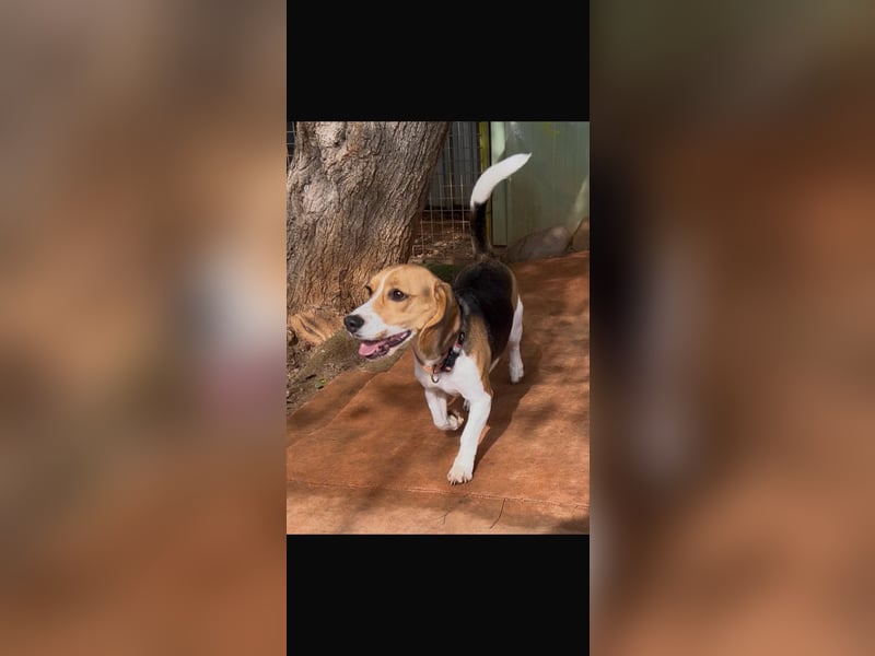 Catalina, eine zauberhafte Beagle Hündin