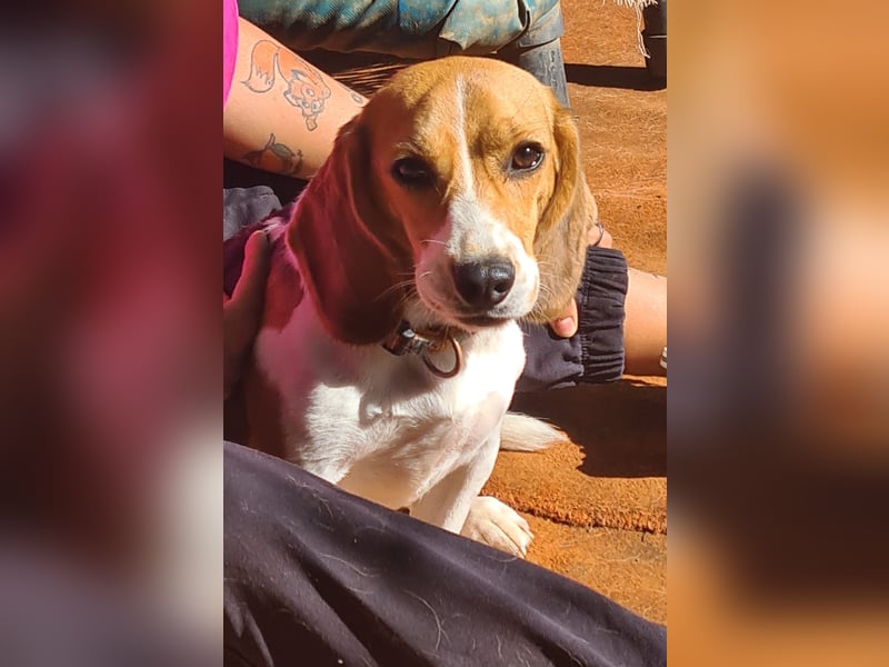 Catalina, eine zauberhafte Beagle Hündin