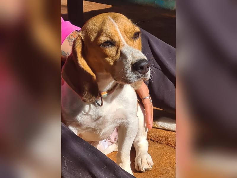 Catalina, eine zauberhafte Beagle Hündin