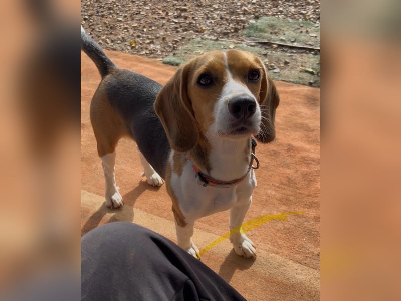 Catalina, eine zauberhafte Beagle Hündin