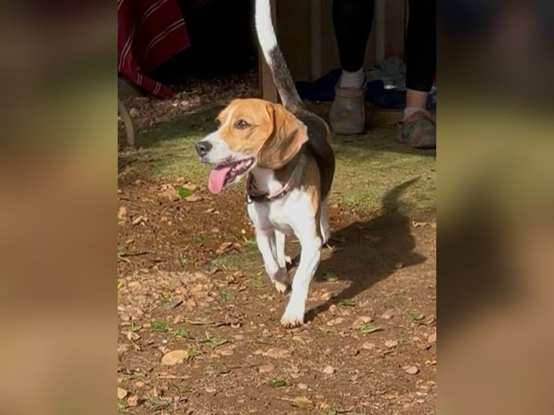 Catalina, eine zauberhafte Beagle Hündin