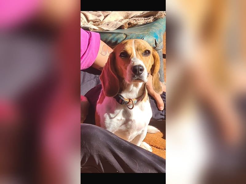 Catalina, eine zauberhafte Beagle Hündin