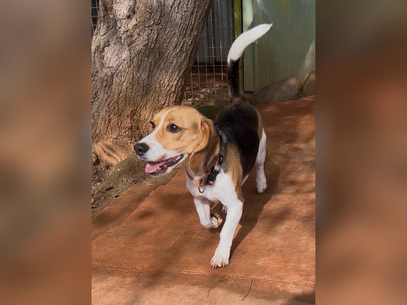 Catalina, eine zauberhafte Beagle Hündin