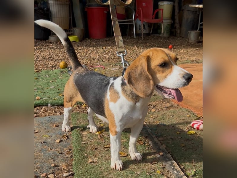 Catalina, eine zauberhafte Beagle Hündin