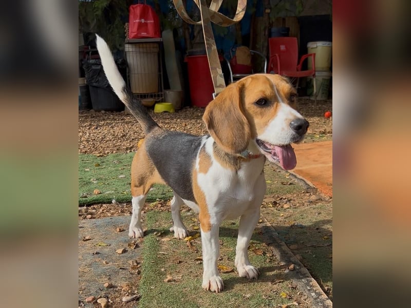 Catalina, eine zauberhafte Beagle Hündin
