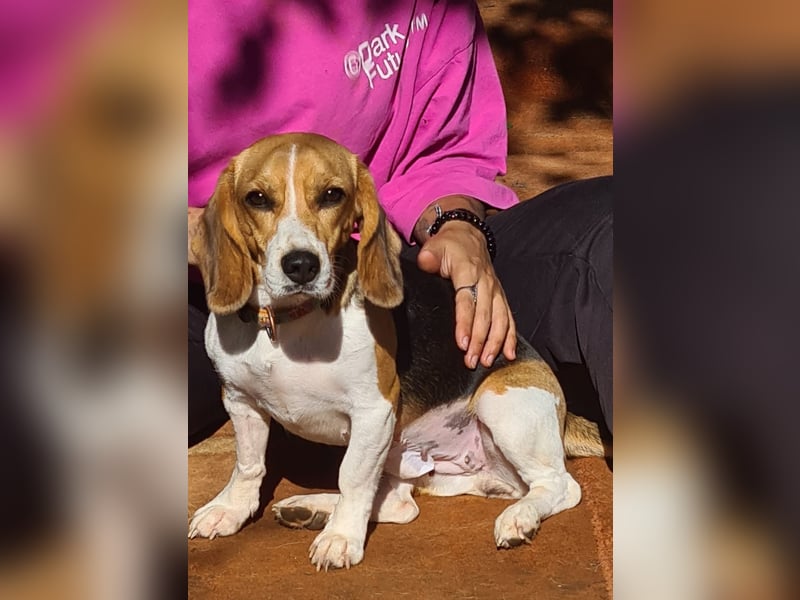 Catalina, eine zauberhafte Beagle Hündin