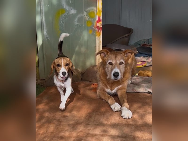 Catalina, eine zauberhafte Beagle Hündin