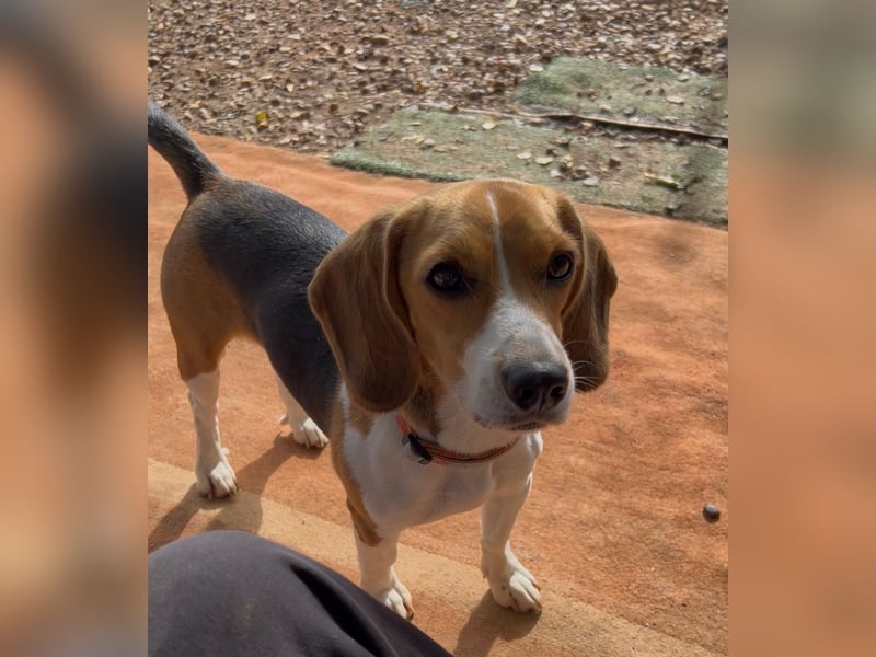 Catalina, eine zauberhafte Beagle Hündin