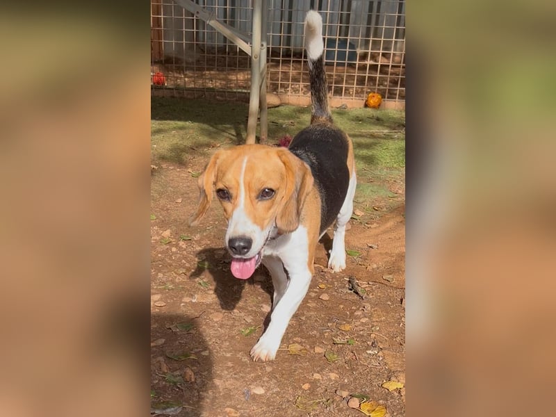 Catalina, eine zauberhafte Beagle Hündin
