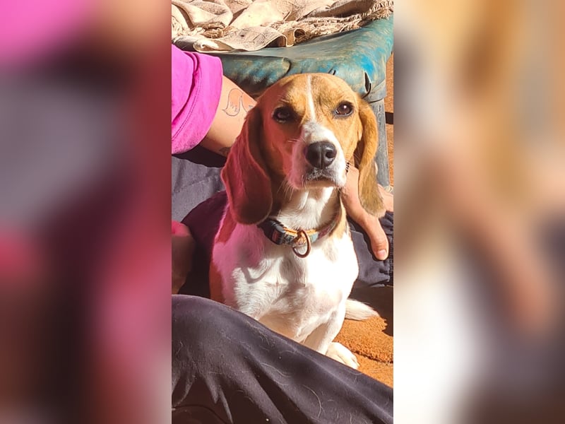 Catalina, eine zauberhafte Beagle Hündin