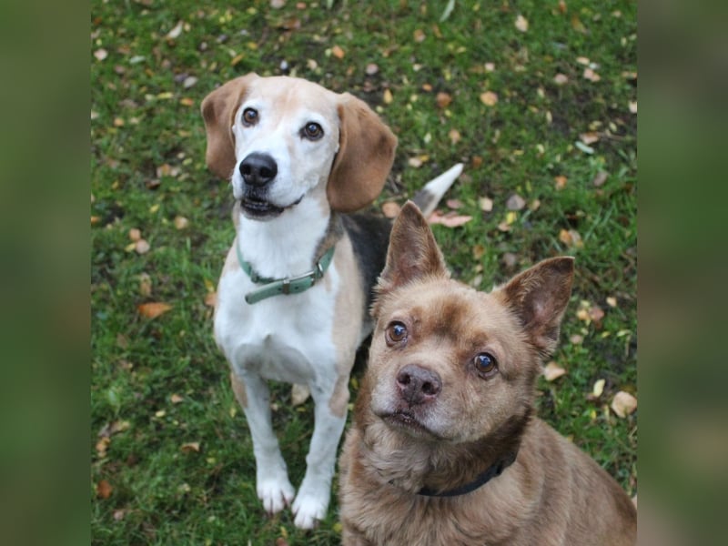 Otto, ein Sonnenschein auf 4 Pfoten
