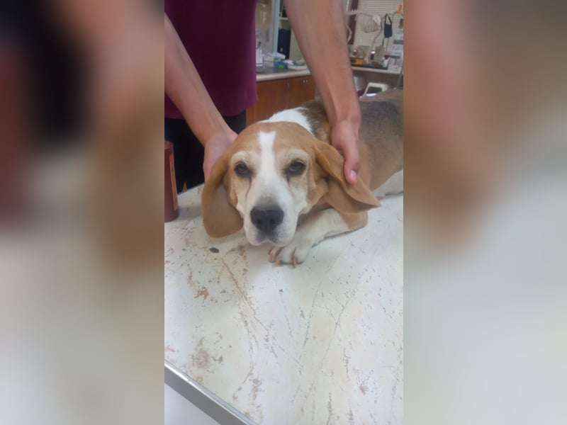 Maya 2 PP – Beagle-Dame auf der Suche nach einem Neuanfang