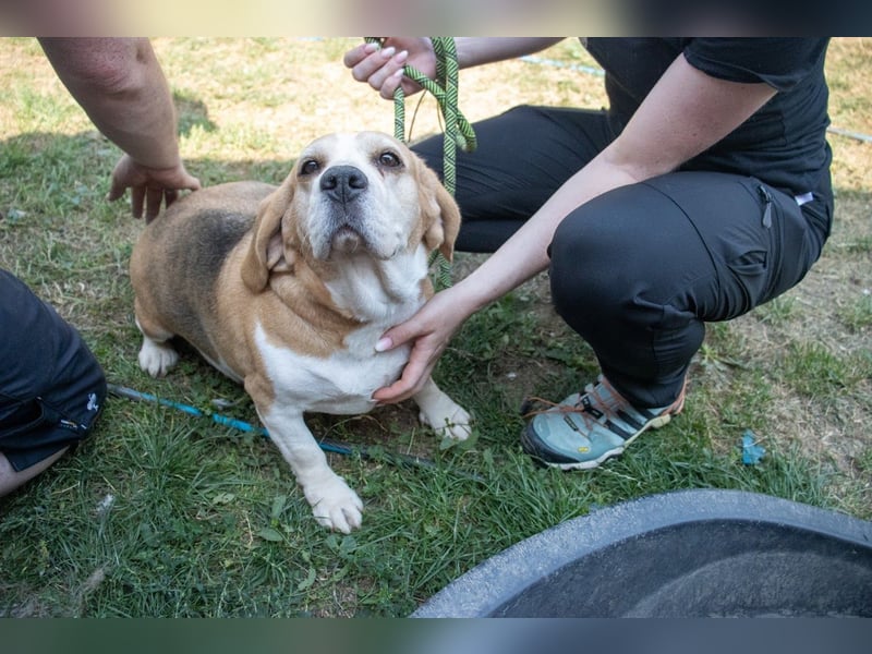 Maya, freundliche Beagle Hündin geb. 2019