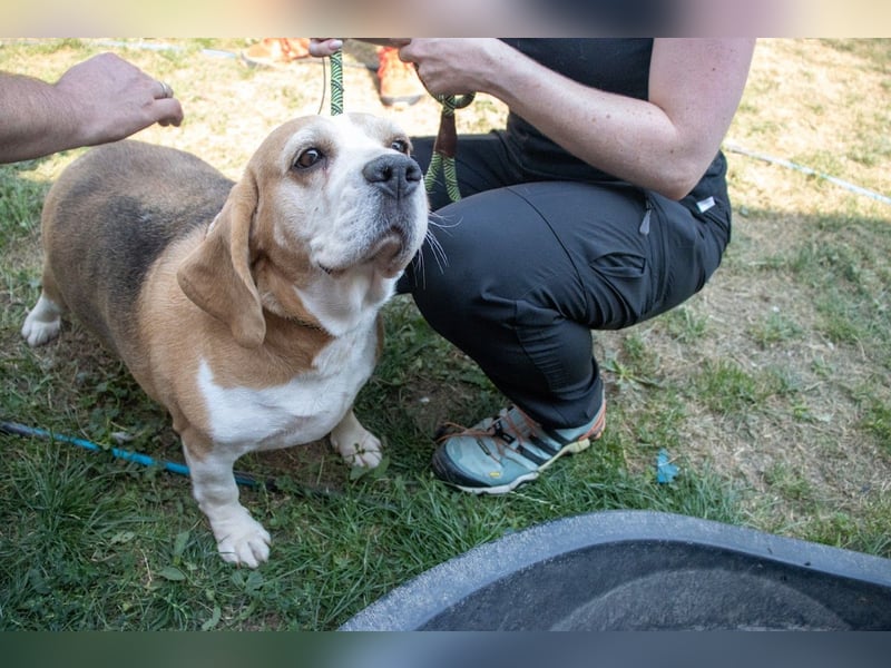Maya, freundliche Beagle Hündin geb. 2019