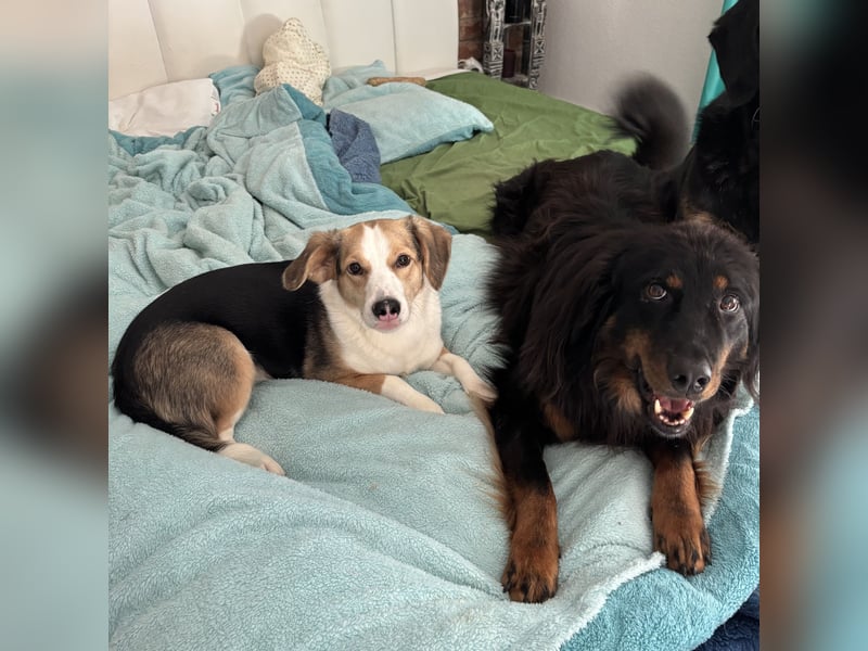 Nena eine besondere Hündin