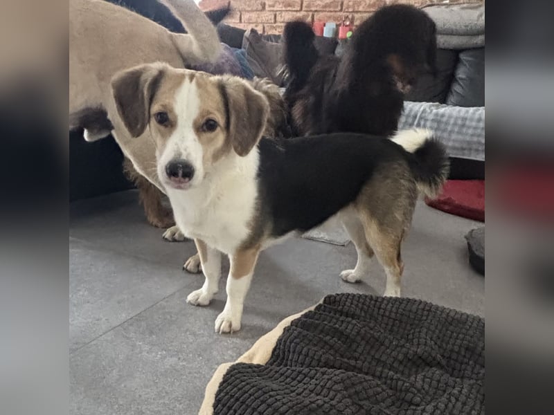 Nena eine besondere Hündin