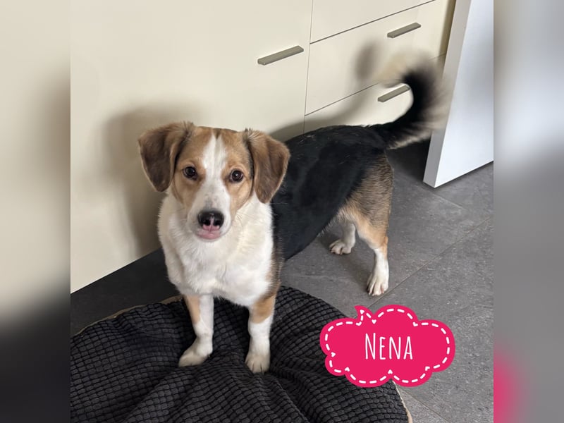Nena eine besondere Hündin