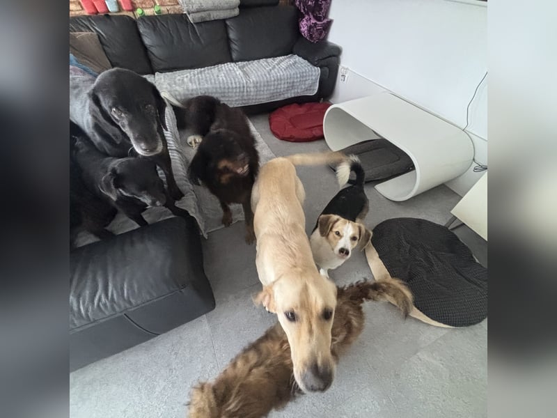 Nena eine besondere Hündin