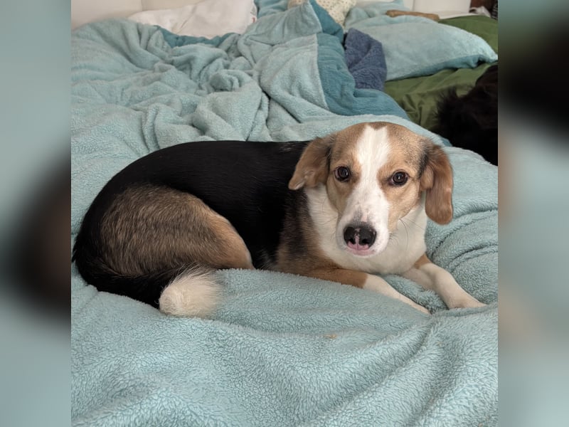 Nena eine besondere Hündin