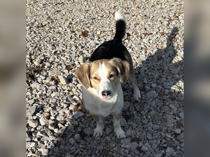 Nena eine besondere Hündin