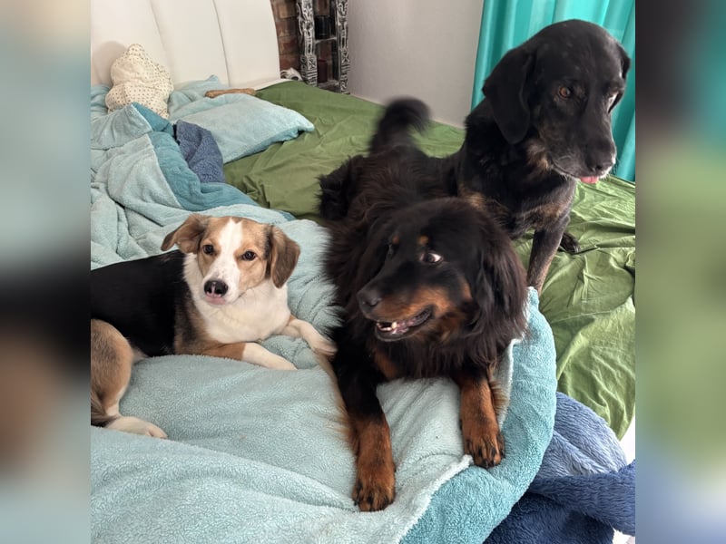 Nena eine besondere Hündin