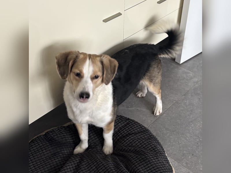 Nena eine besondere Hündin