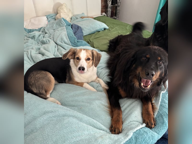 Nena eine besondere Hündin