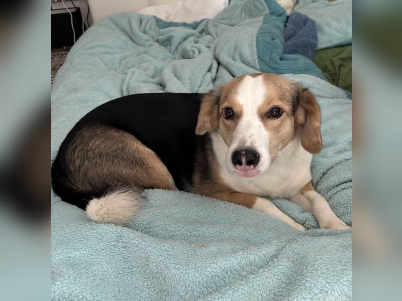 Nena eine besondere Hündin