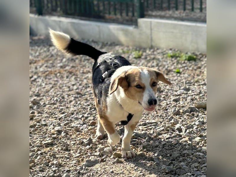 Nena eine besondere Hündin