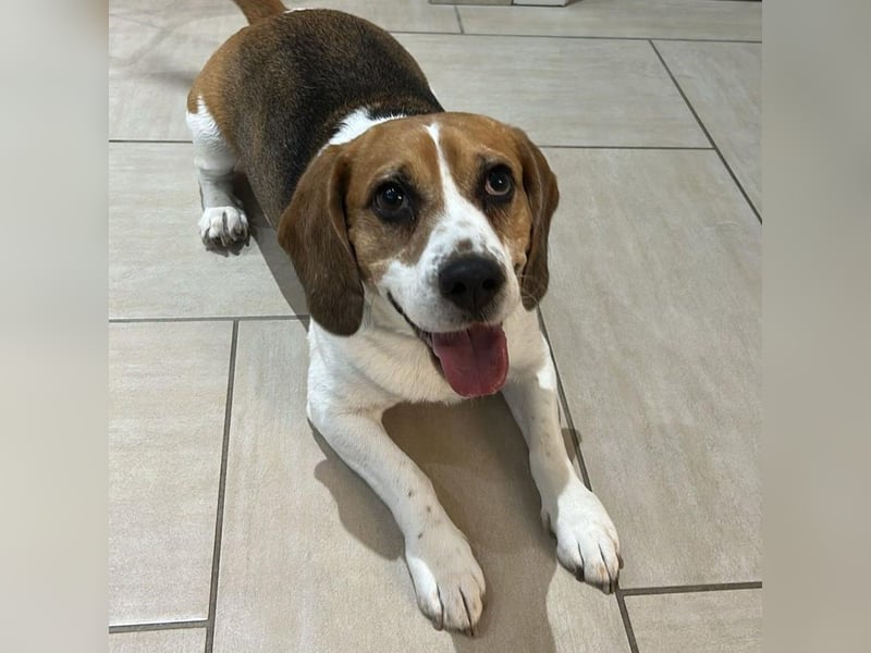 Cesare  - aktiver menschenbezogener Gentleman   ' nicht perfekt, aber perfekt liebenswert!