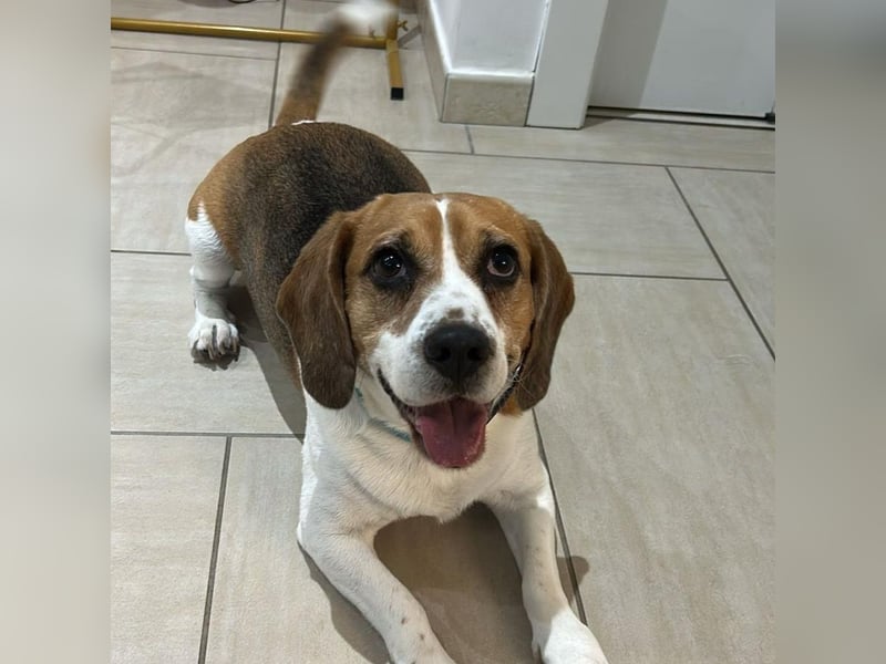 Cesare  - aktiver menschenbezogener Gentleman   ' nicht perfekt, aber perfekt liebenswert!