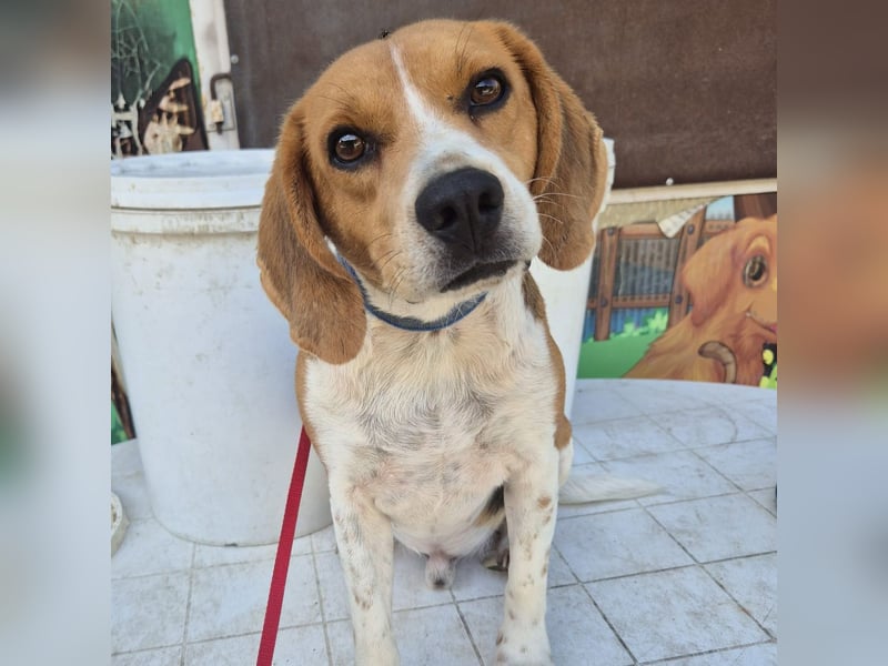 Teodoro - Beagle-Power trifft Sanftmut – dein perfekter Begleiter!