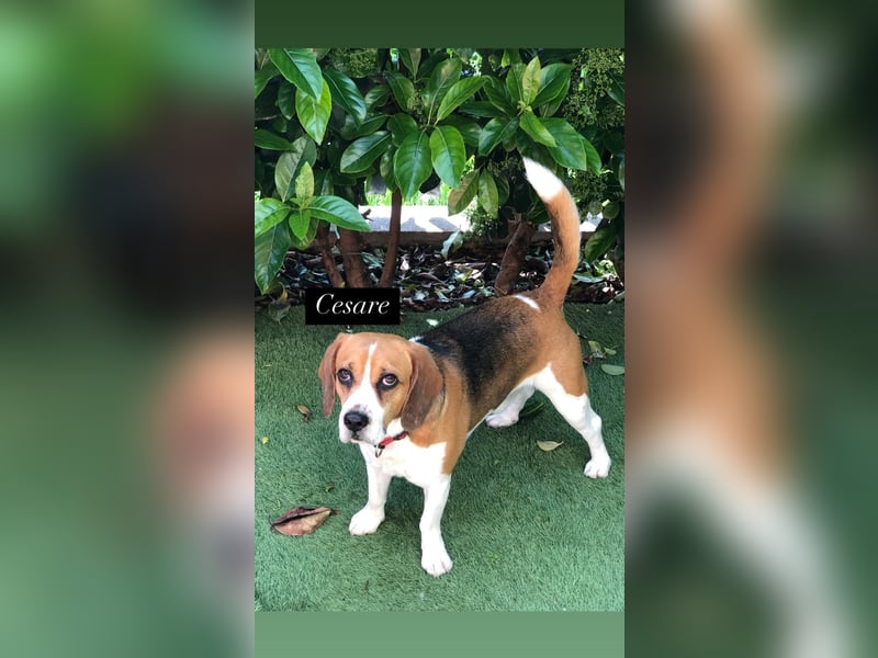 Cesare  - aktiver menschenbezogener Gentleman   ' nicht perfekt, aber perfekt liebenswert!