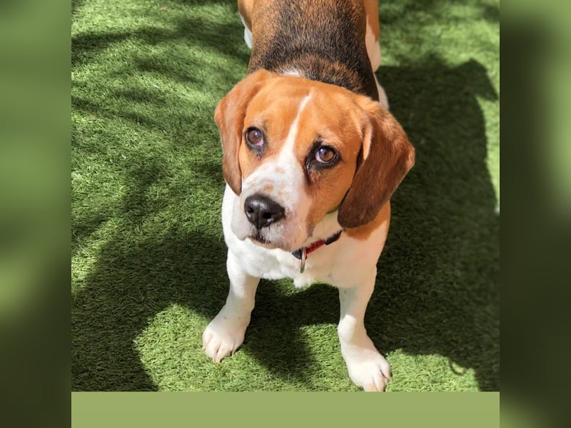 Cesare  - aktiver menschenbezogener Gentleman   ' nicht perfekt, aber perfekt liebenswert!