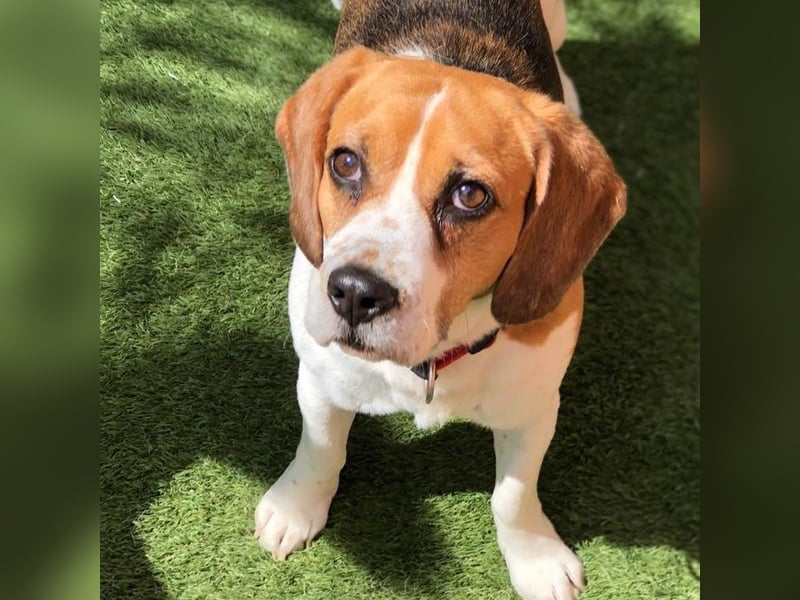 Cesare  - aktiver menschenbezogener Gentleman   ' nicht perfekt, aber perfekt liebenswert!