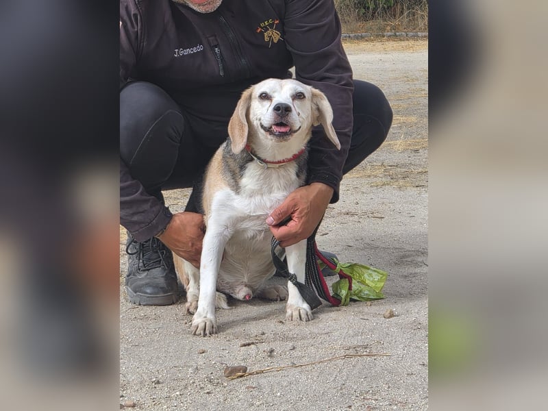 Trasto - Beagle Senior sucht lebensfrohe Familie Trasto - Beagle Senior sucht lebensfrohe Familie