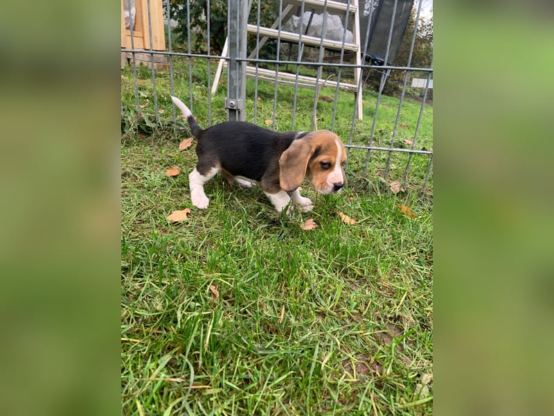 Beagle Welpen