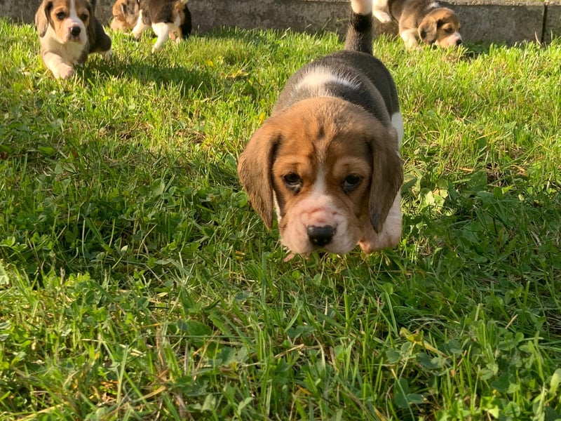 Beagle Welpen