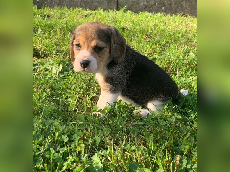 Beagle Welpen